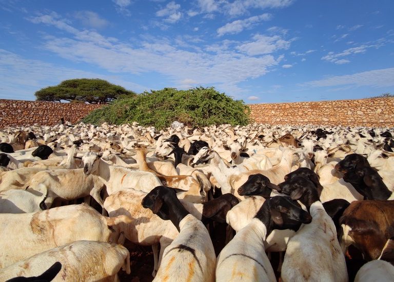 Somali Kurban 2021