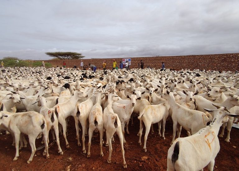 Somali Kurban 2021
