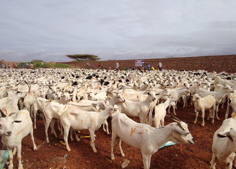 Somali Kurban 2022