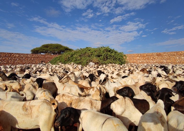 Somali Kurban 2023