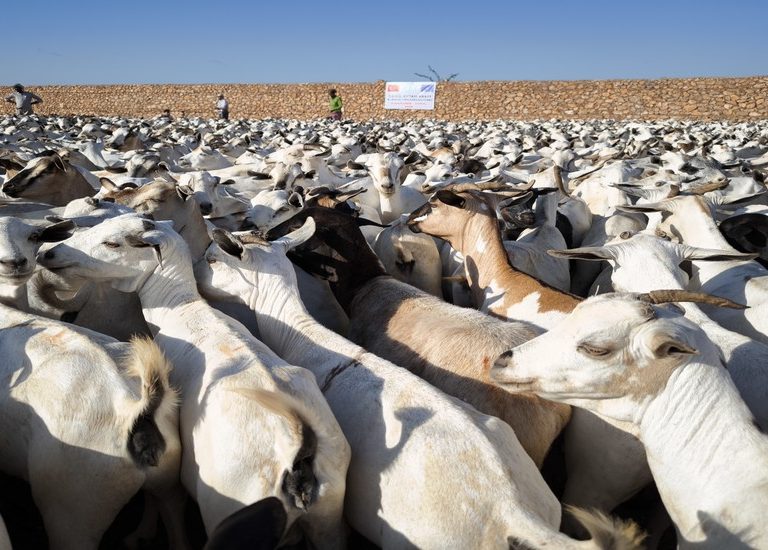 Somali Kurban 2024