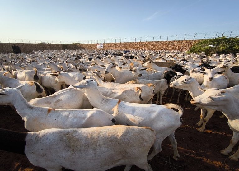 Somali Kurban 2024
