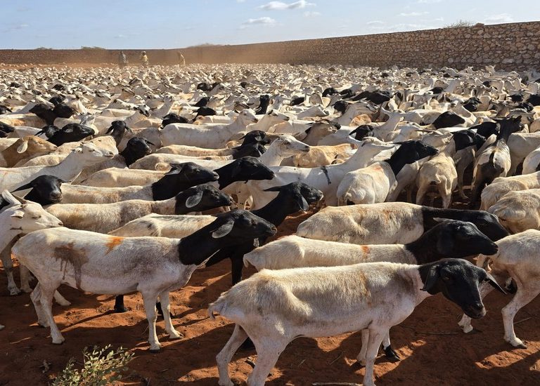 somali-kurban-2025-10