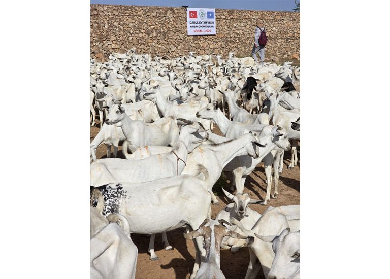 somali-kurban-2025-11