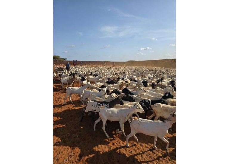 Somali Kurban 2025 - 07.06.2025