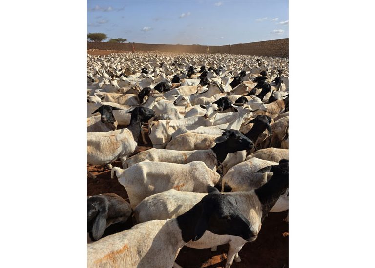 somali-kurban-2025-7