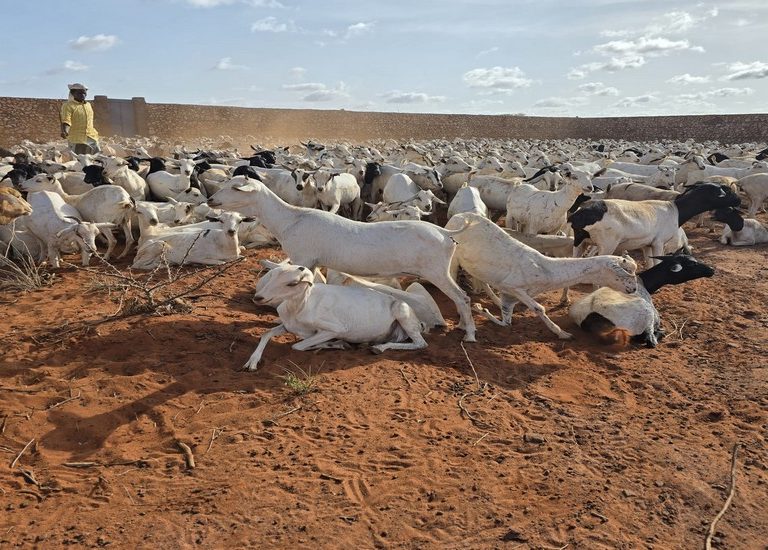 somali-kurban-2025-9